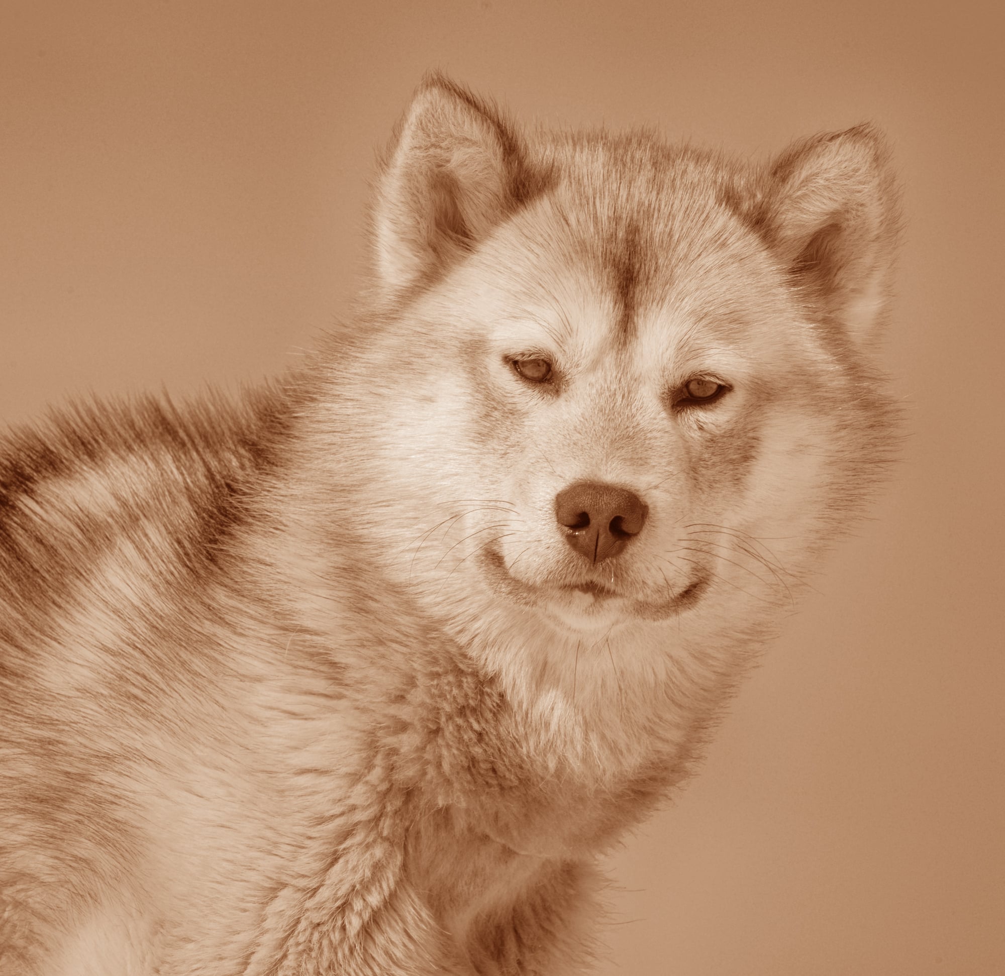 Greenland dog history picture
