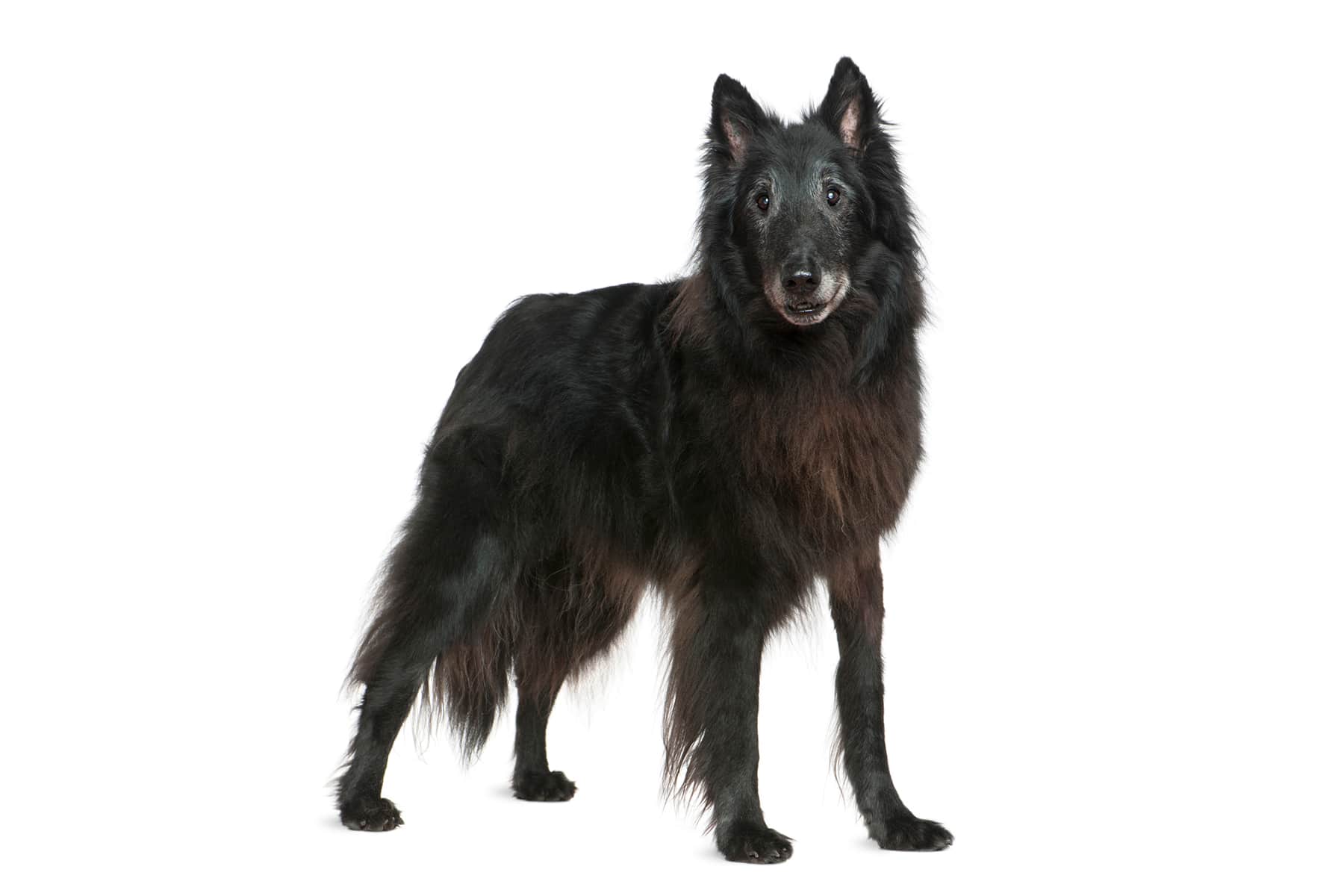 Greenland dog profile picture