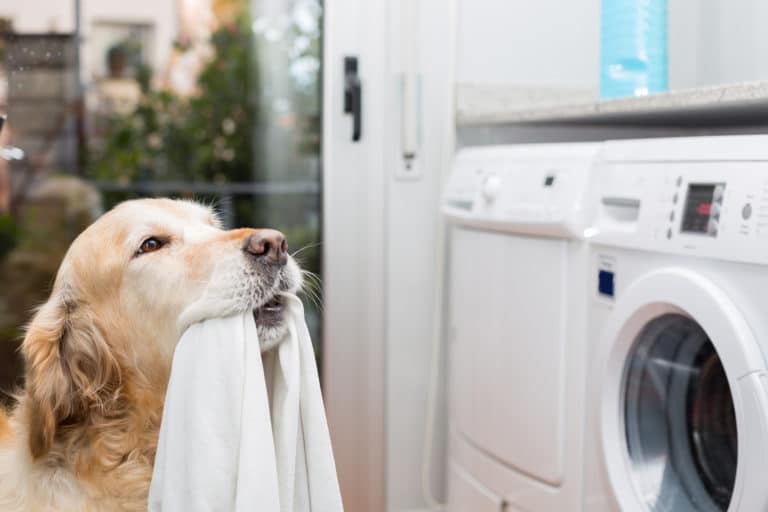 Dog hair laundry