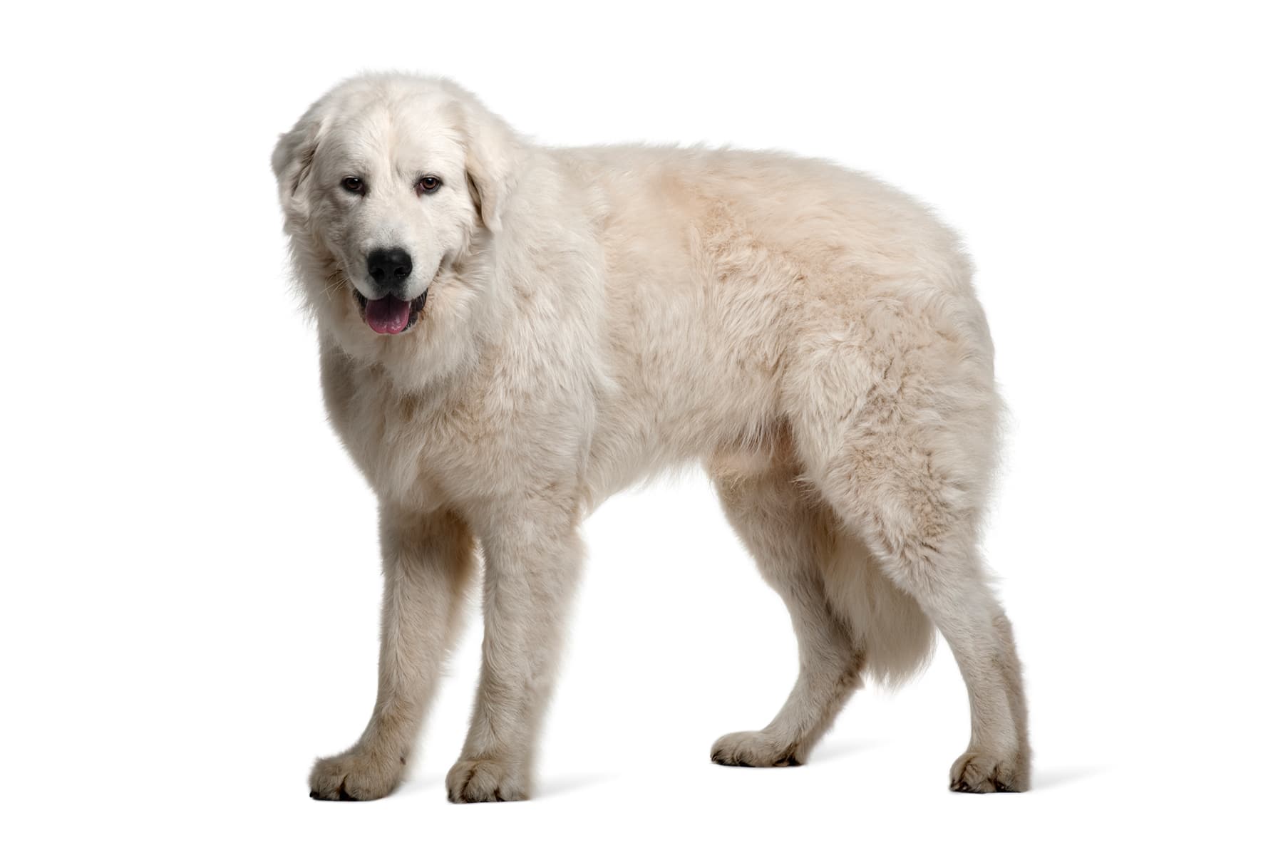 Profilo del cane da pastore maremmano abruzzese