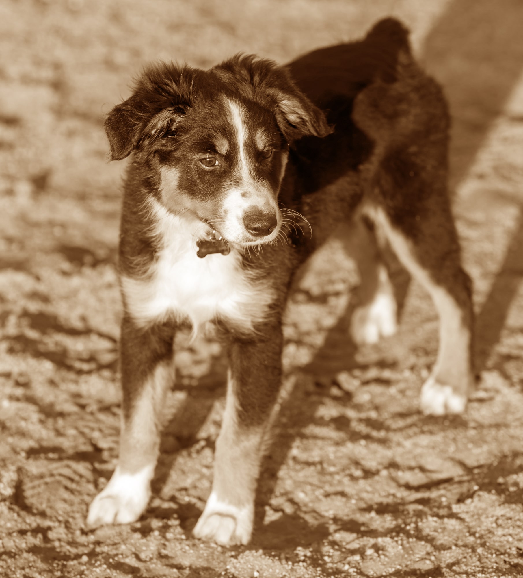 Miniature American Shepherd Geschichtsbild