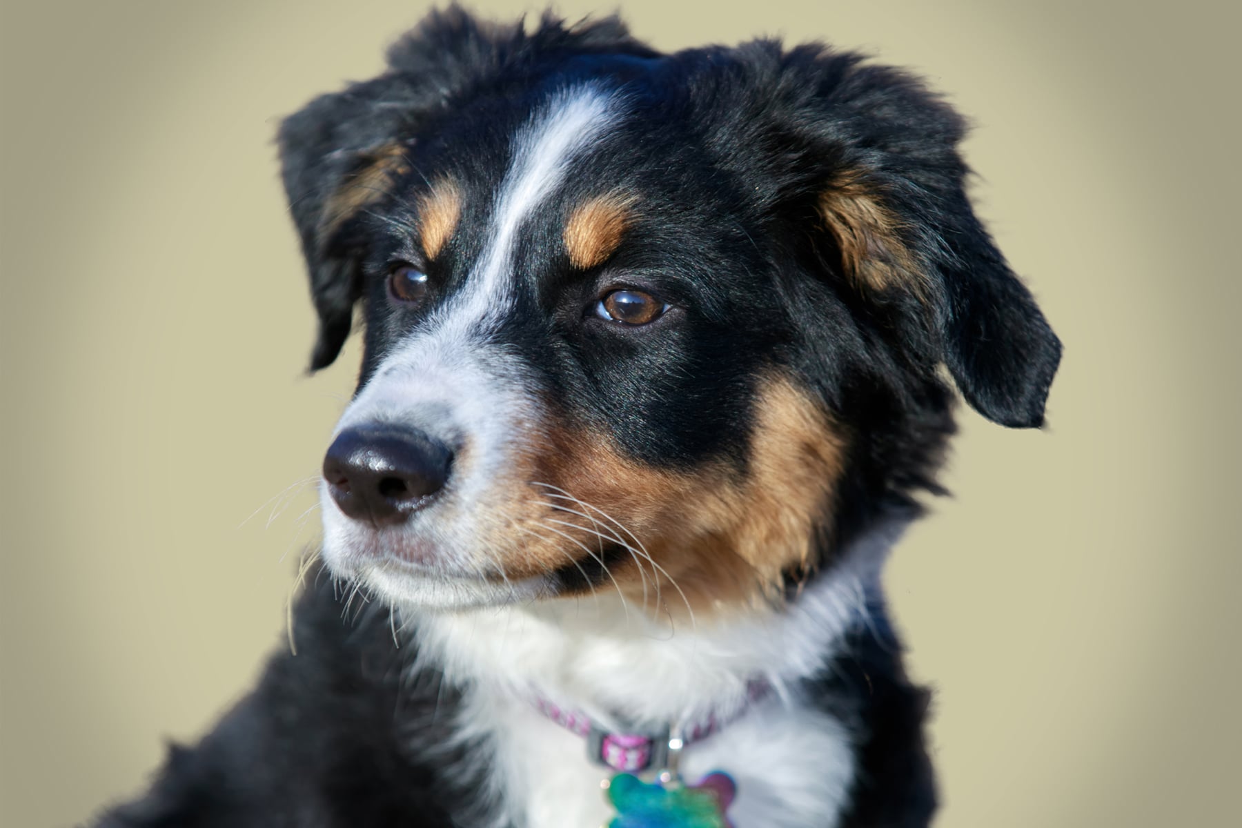 Miniature American Shepherd Kopf