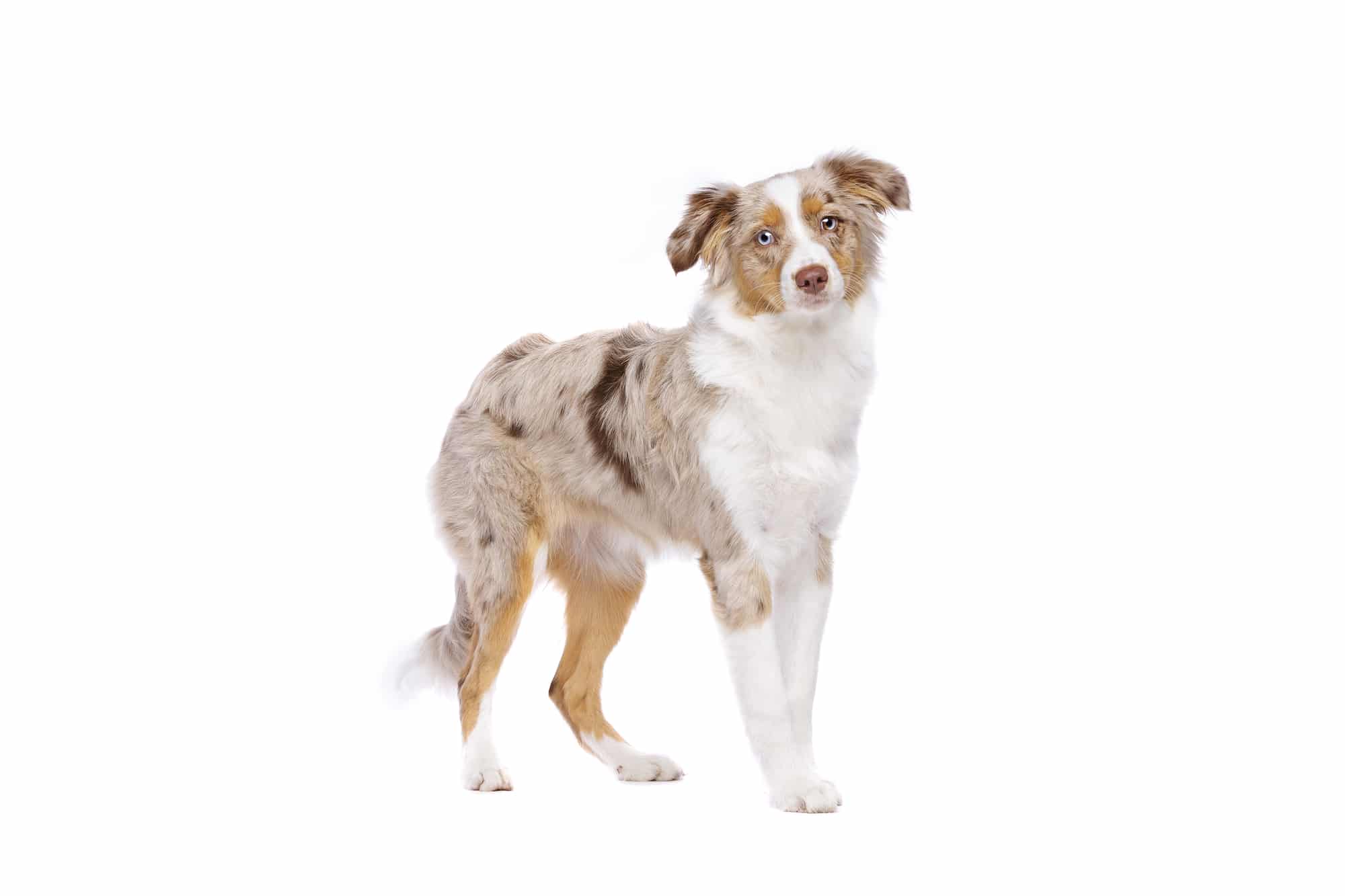 Miniature American Shepherd Profil