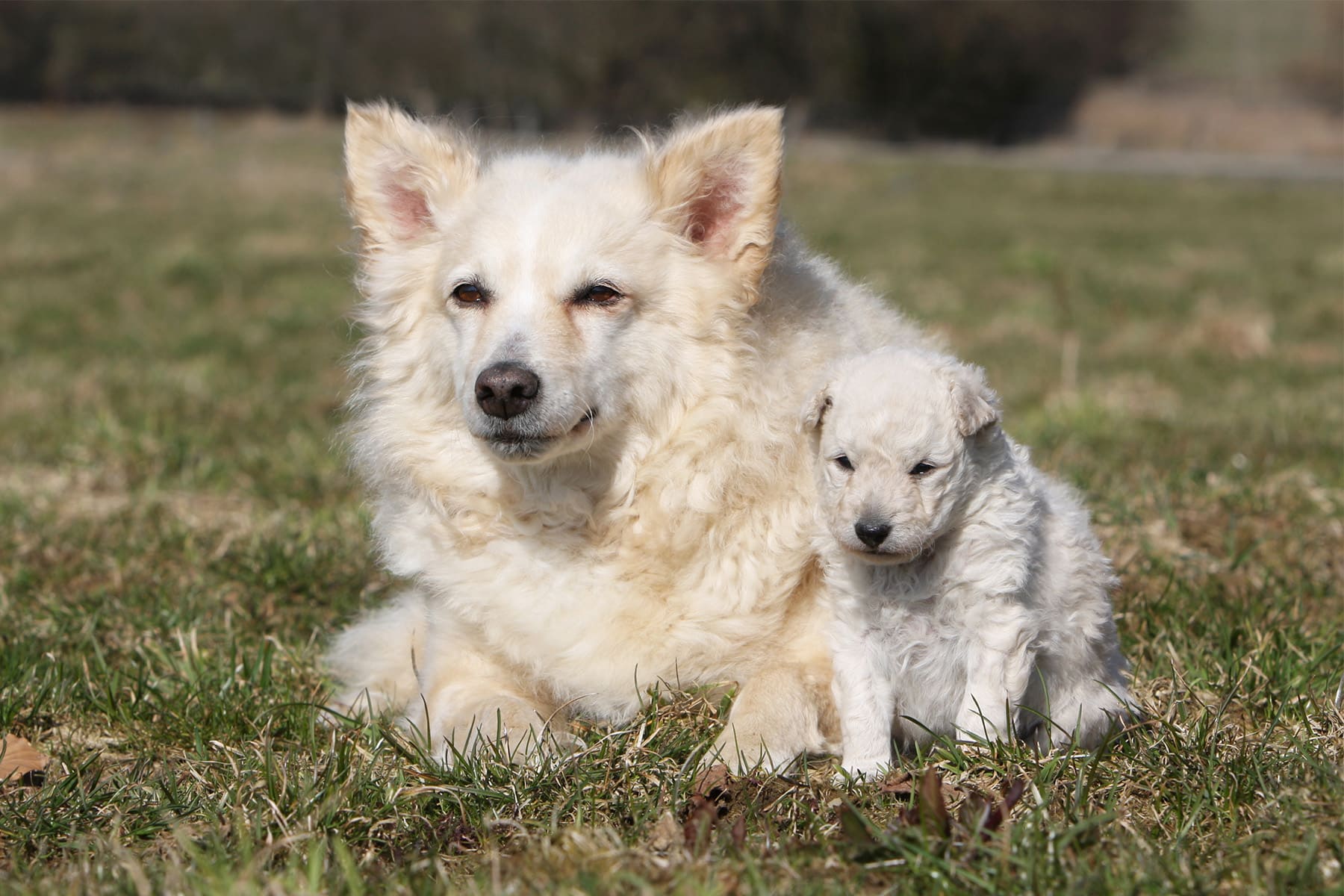Mudi with puppy white
