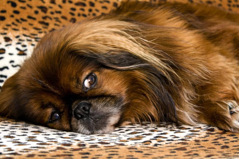Hundehaare entfernen? (Mit diesen 10 Tipps gehts leichter) 1 Pekinese liegend