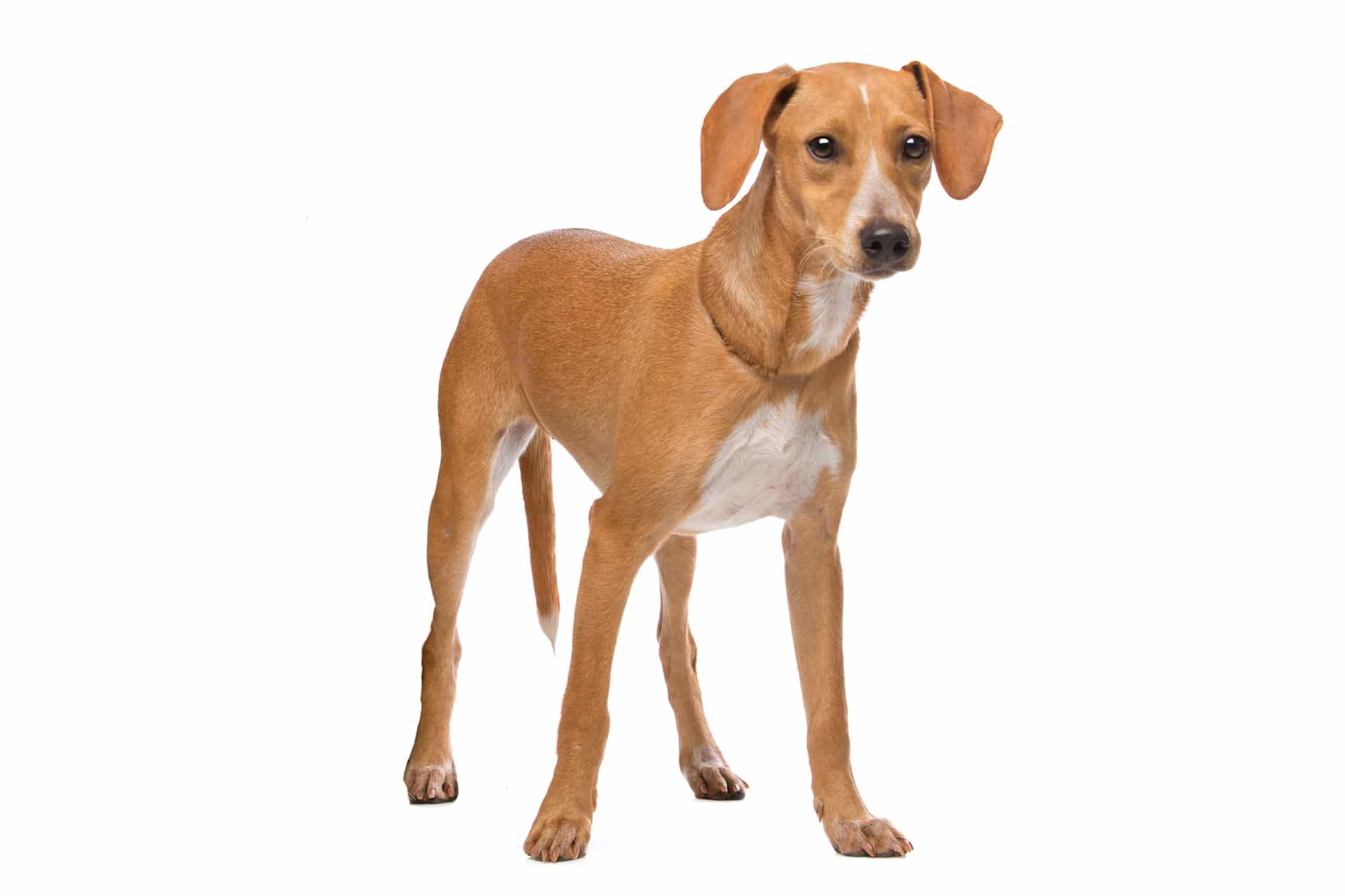Podengo Português Hund Profilbild
