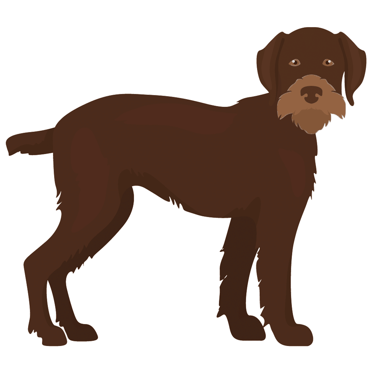 Pudelpointer Geschichte
