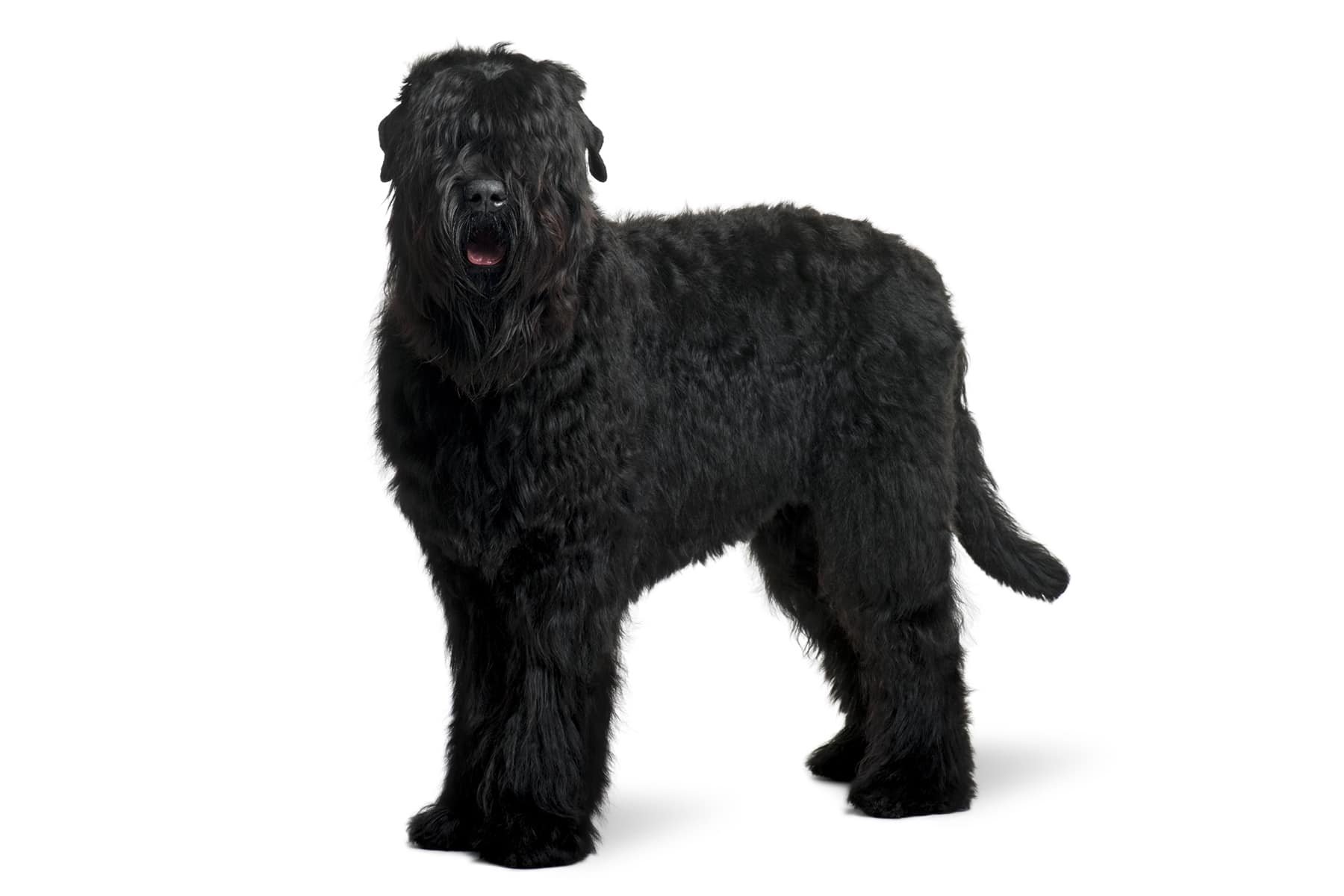 Russian Black Terrier Profile