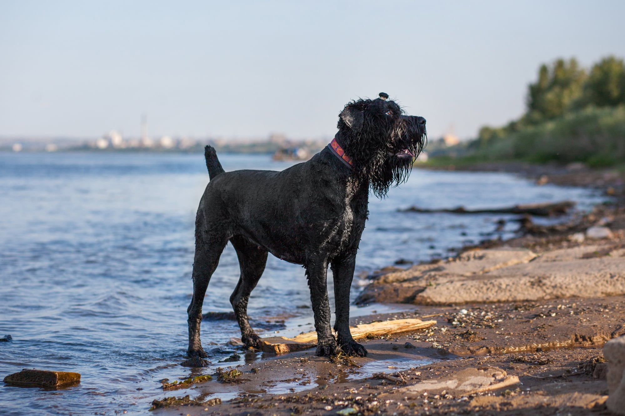 Russian black terrier by the water