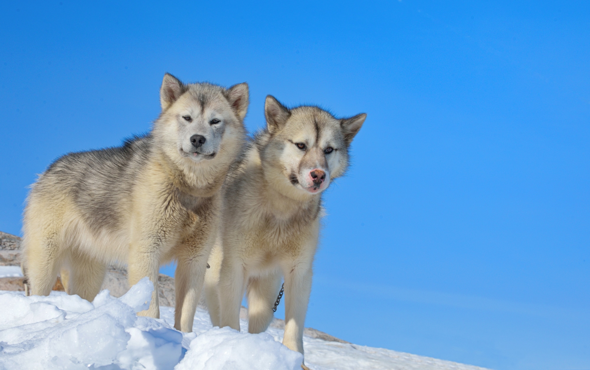 two Greenland dogs