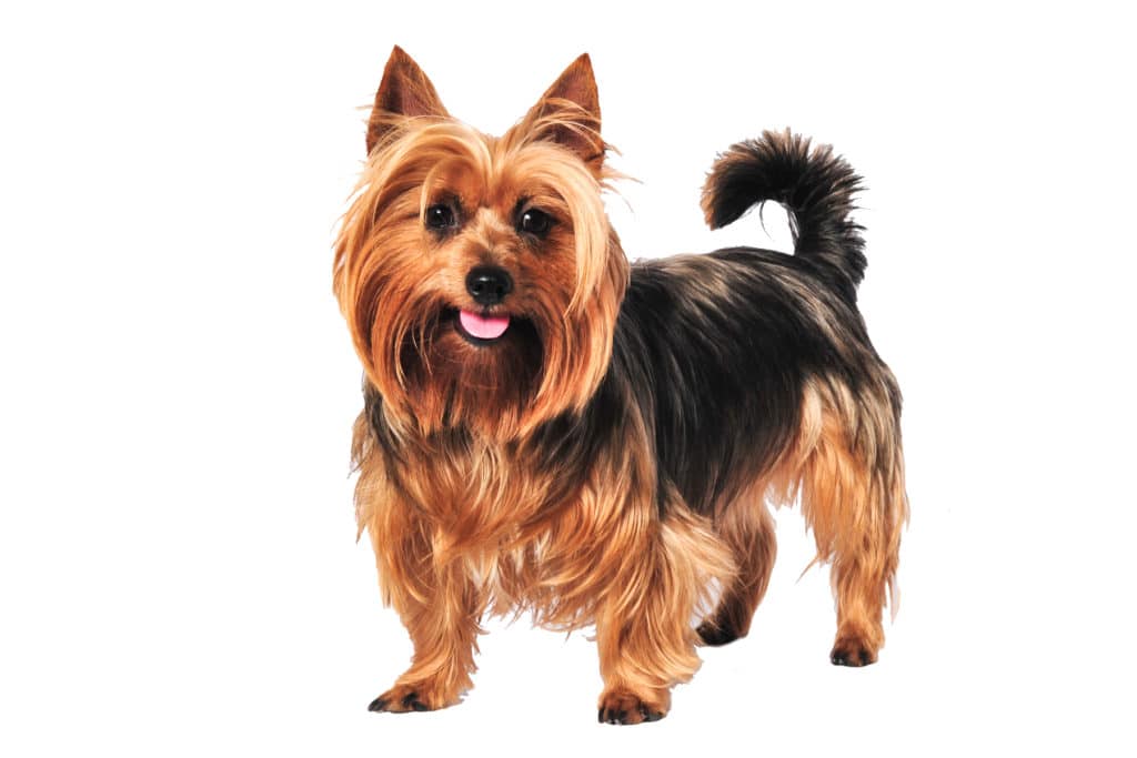 31 Terrier breeds in comparison + portrait & pictures