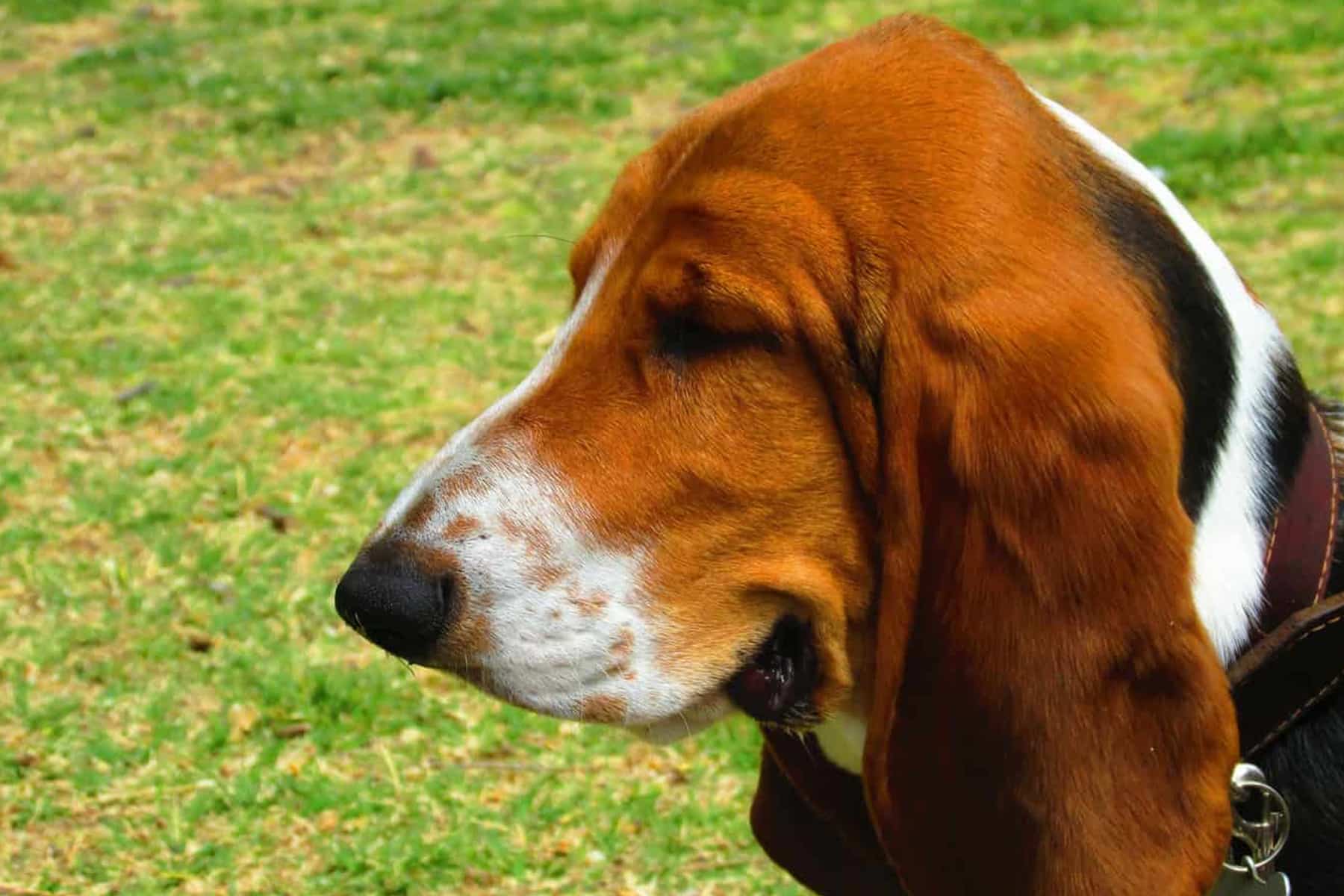 Basset hound head