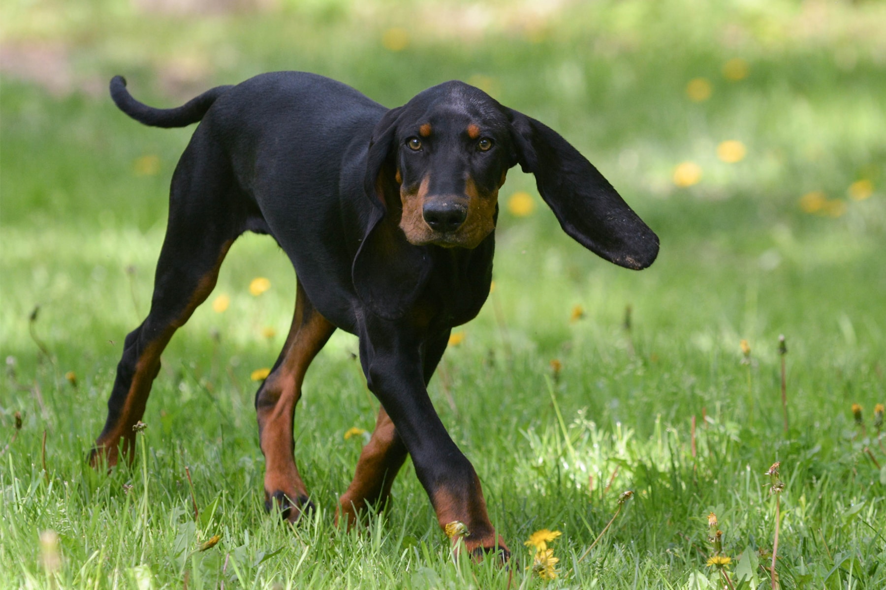 Black And Tan Coonhound Dog Running