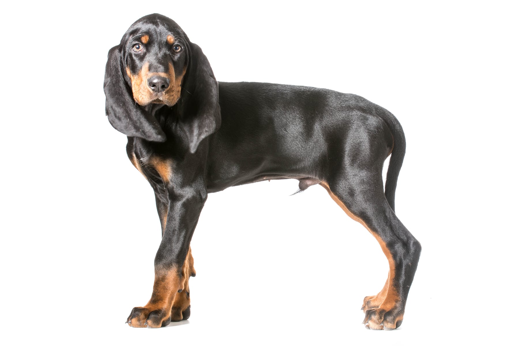 Black And Tan Coonhound Profile Picture
