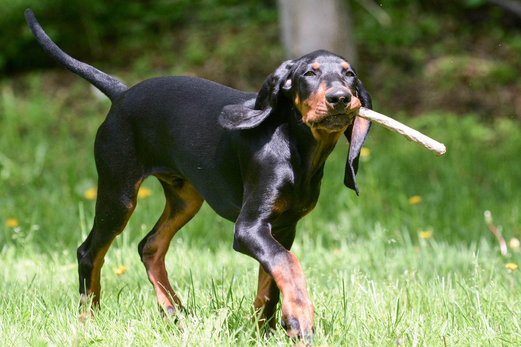Black And Tan Coonhound With Branch