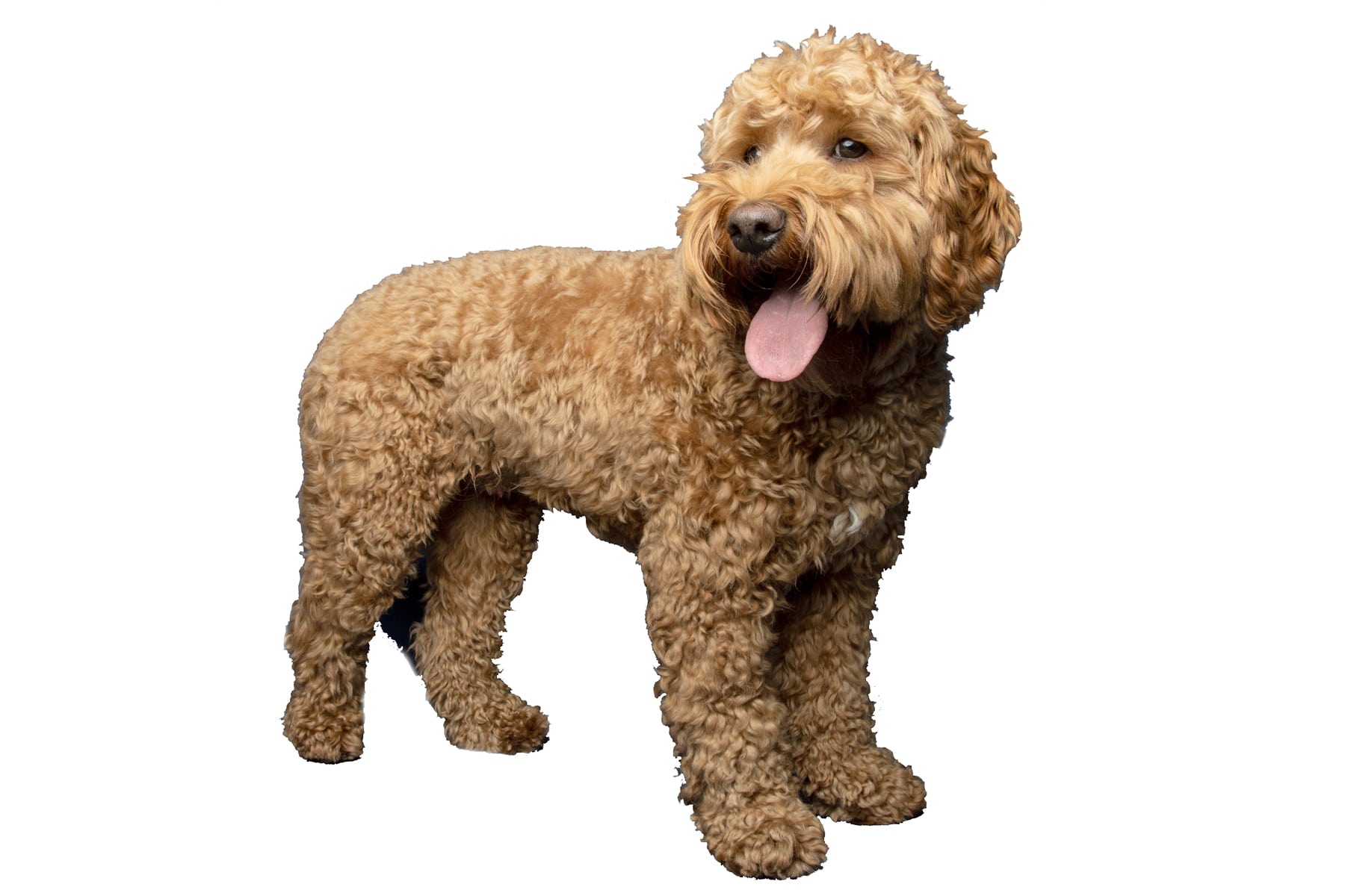 Cavapoo dog breed profile