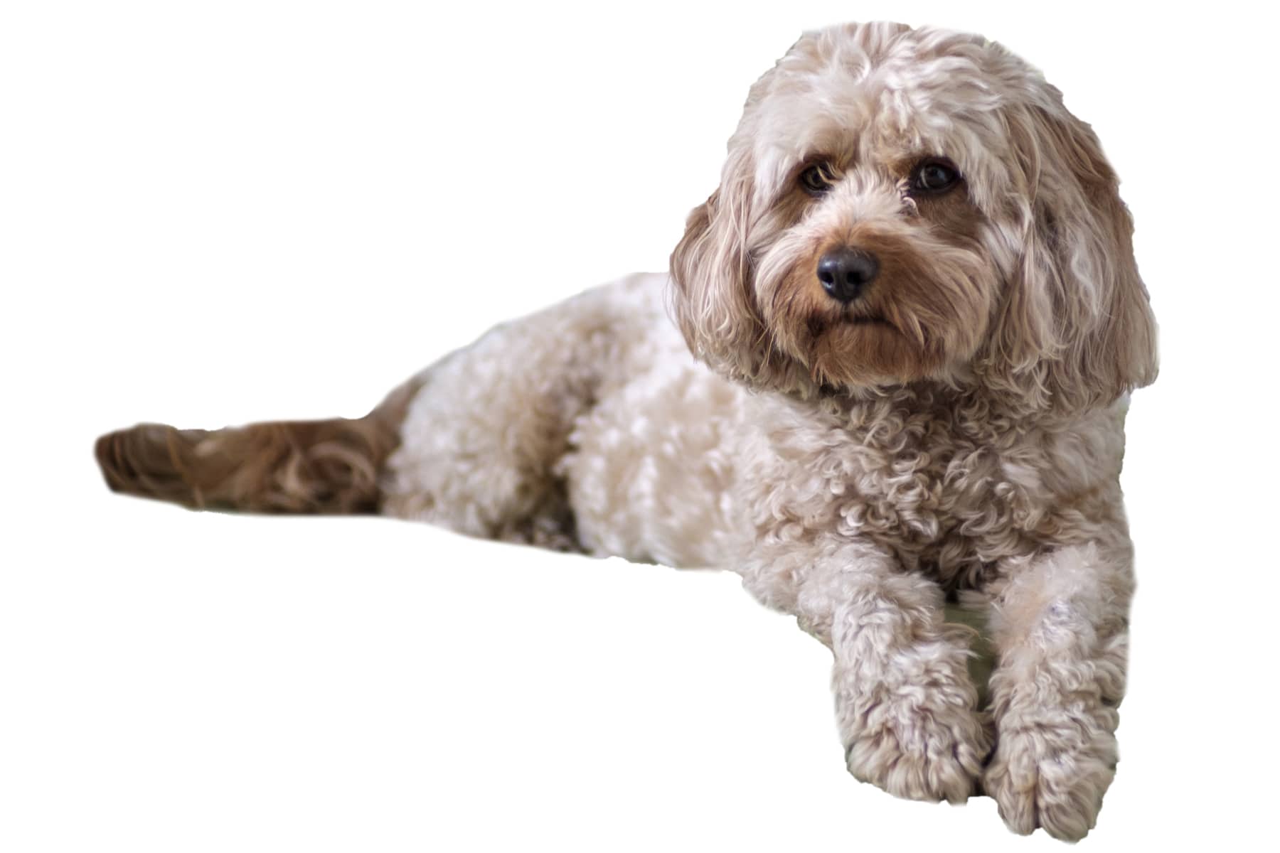 Cavapoo Profilbild