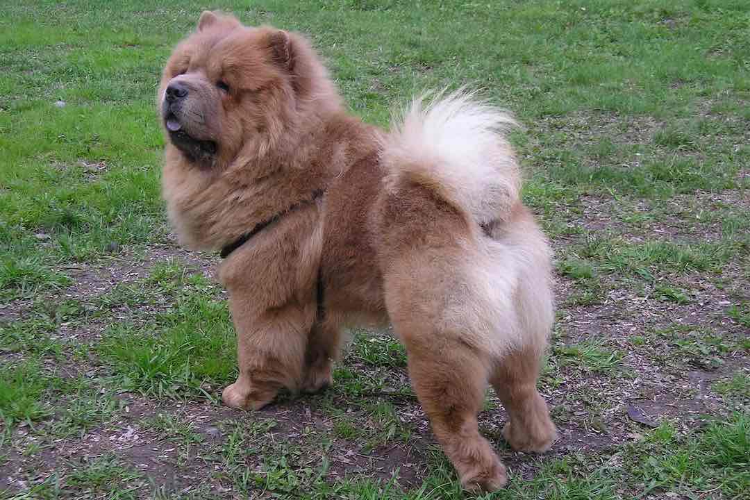 Chow Chow stands