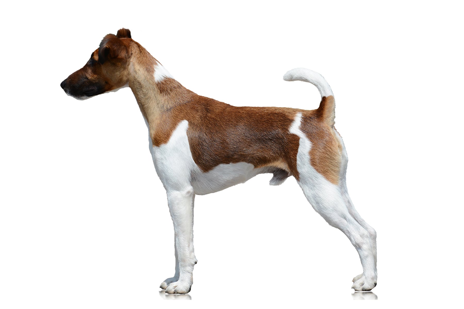 Immagine del profilo del Fox Terrier a pelo liscio