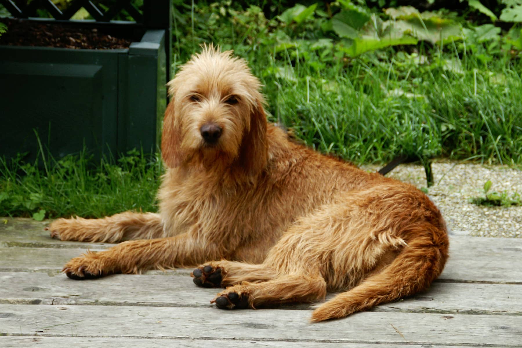 Griffon Fauve De Bretagne Hund liegt