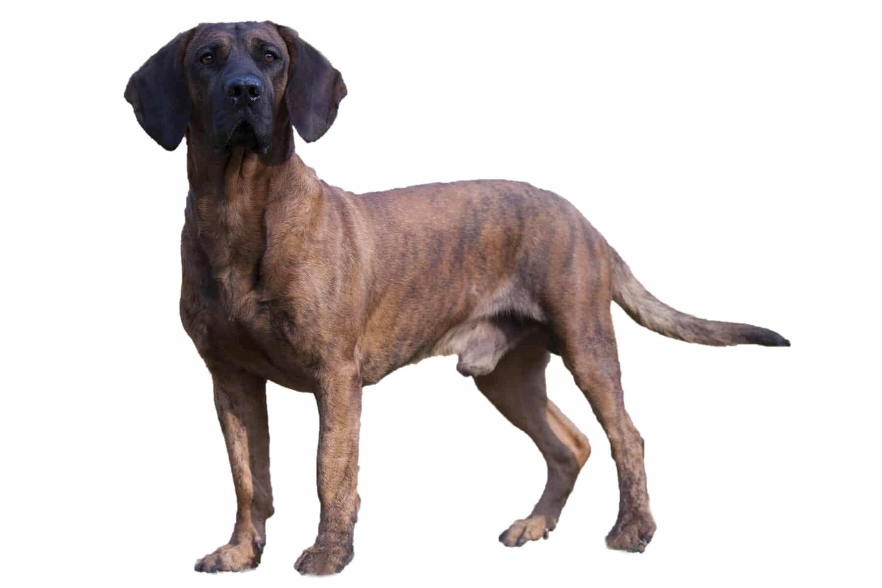 Hannoverscher Schweißhund profile picture