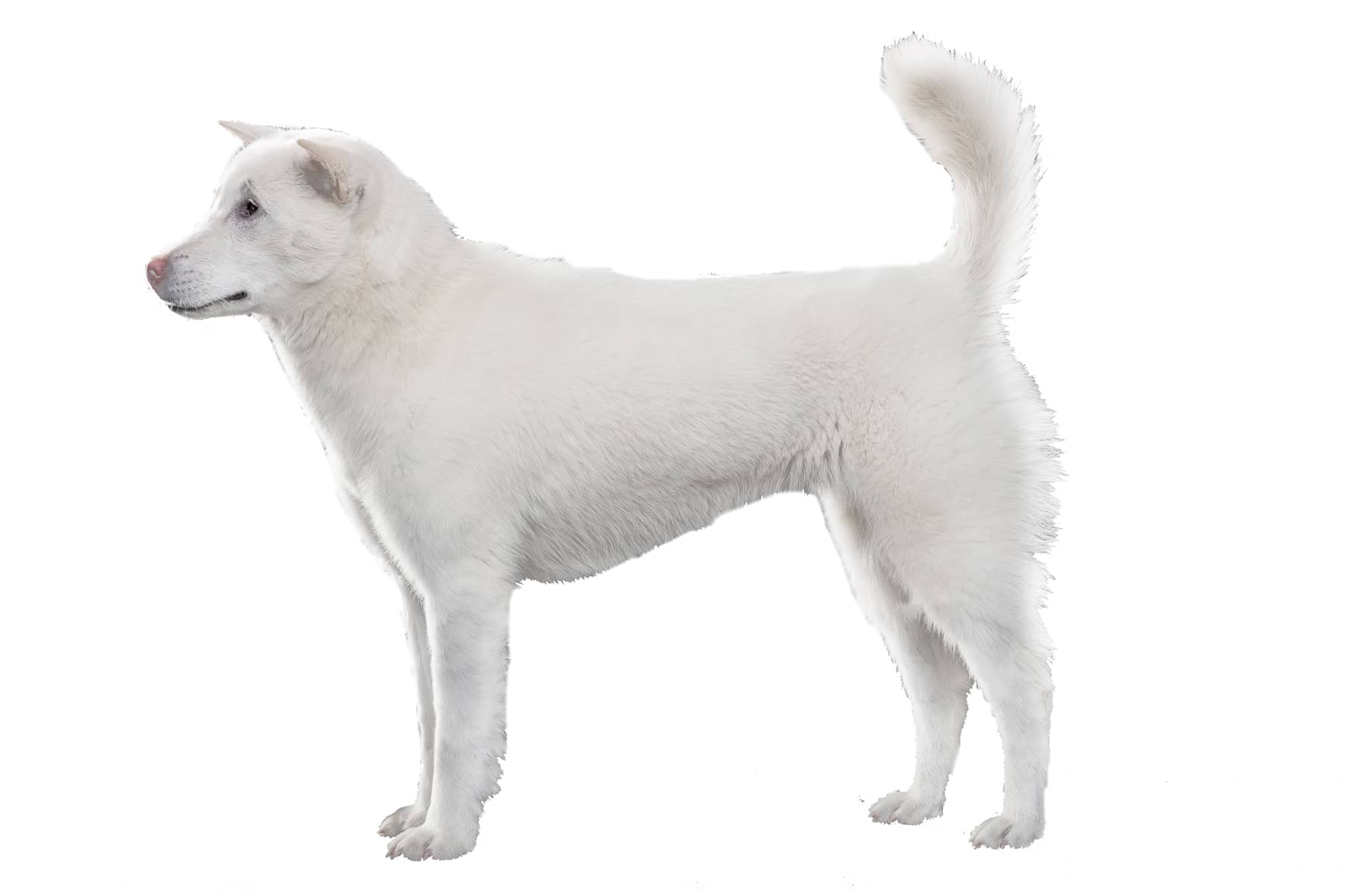 Image de profil de la race de chien Kishu