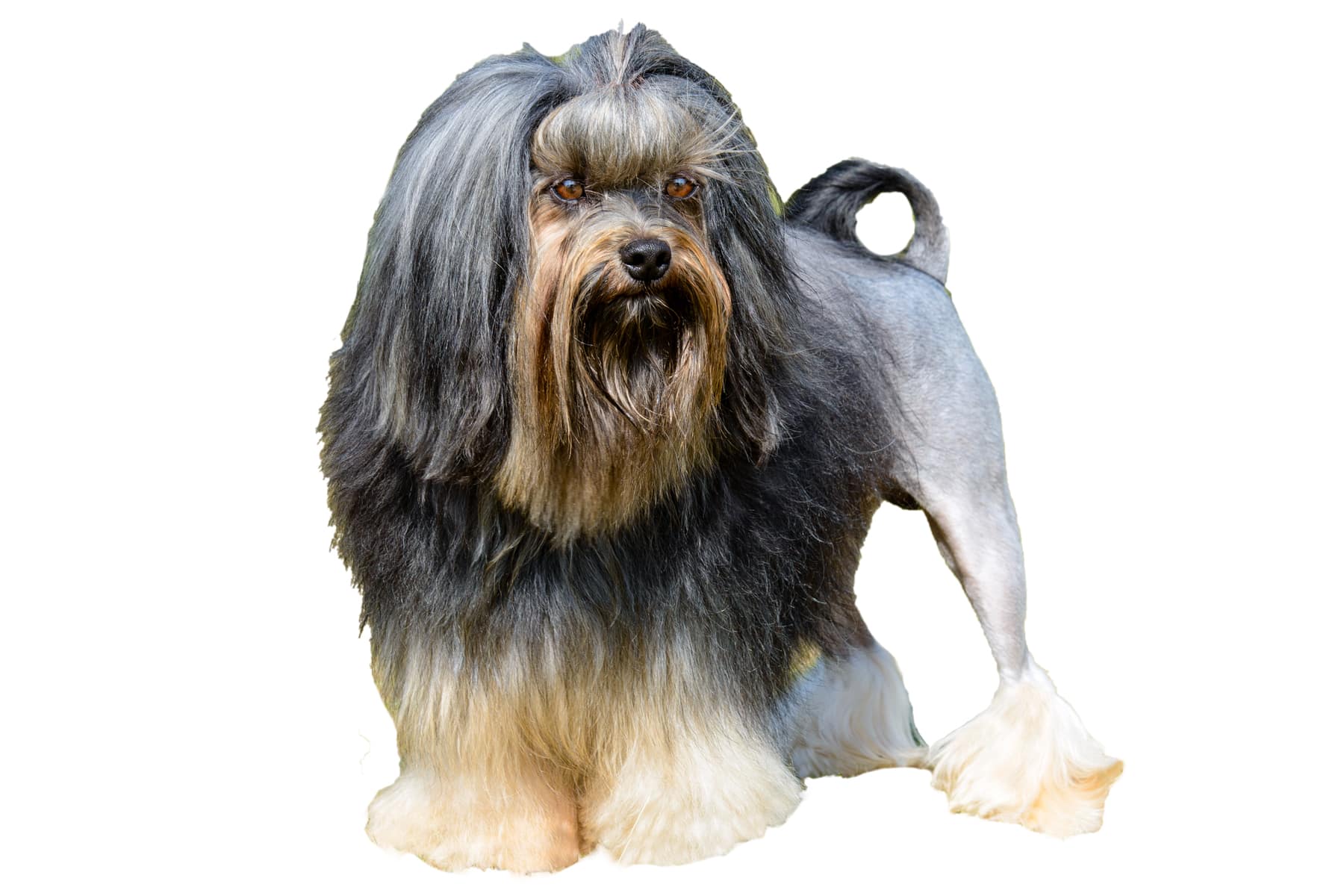 Profil de la race de chien Löwchen