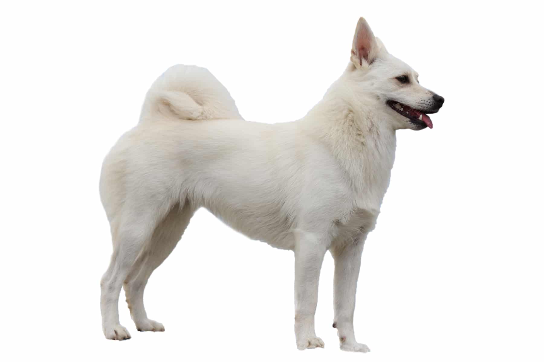 Norwegian Buhund dog breed profile picture