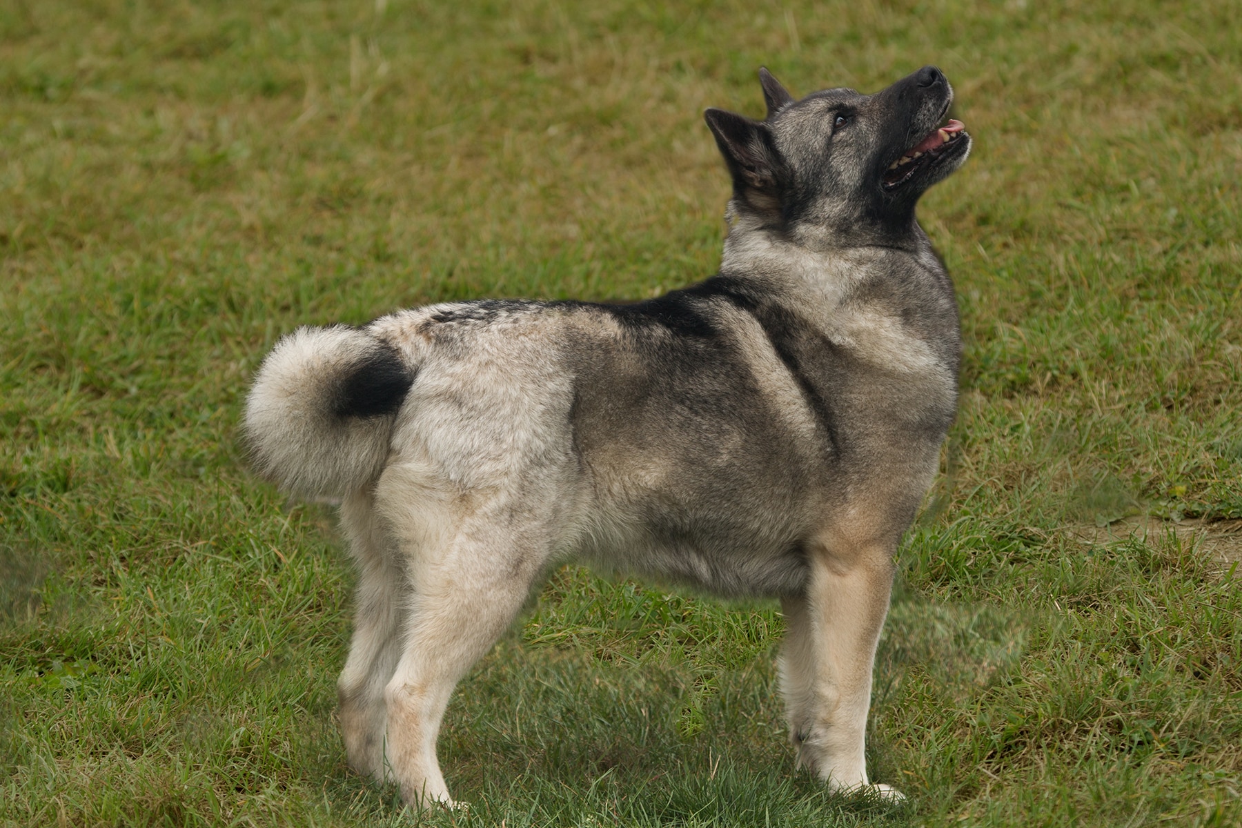 Norwegian boo dog sideways gray