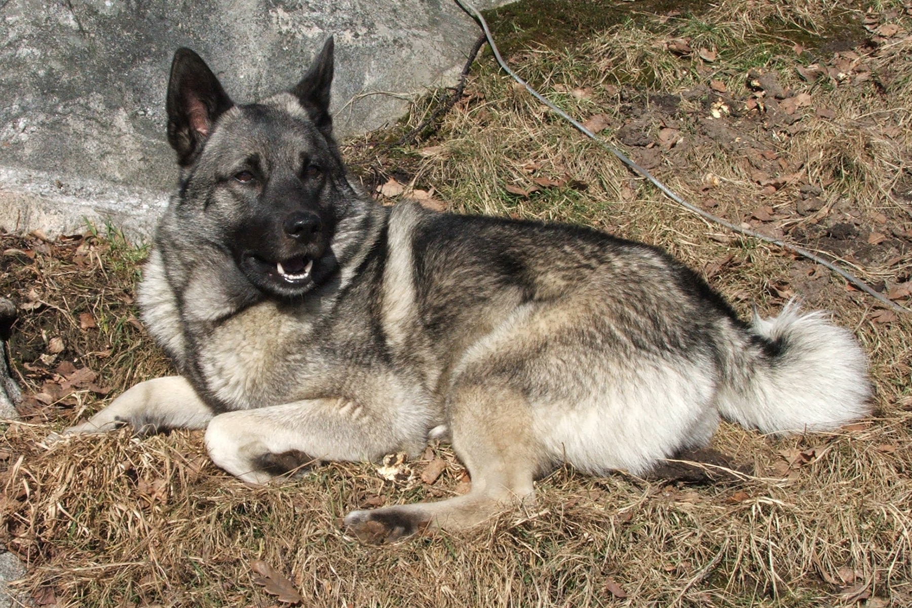 Norwegischer Elchhund Grau Hunderasse liegt