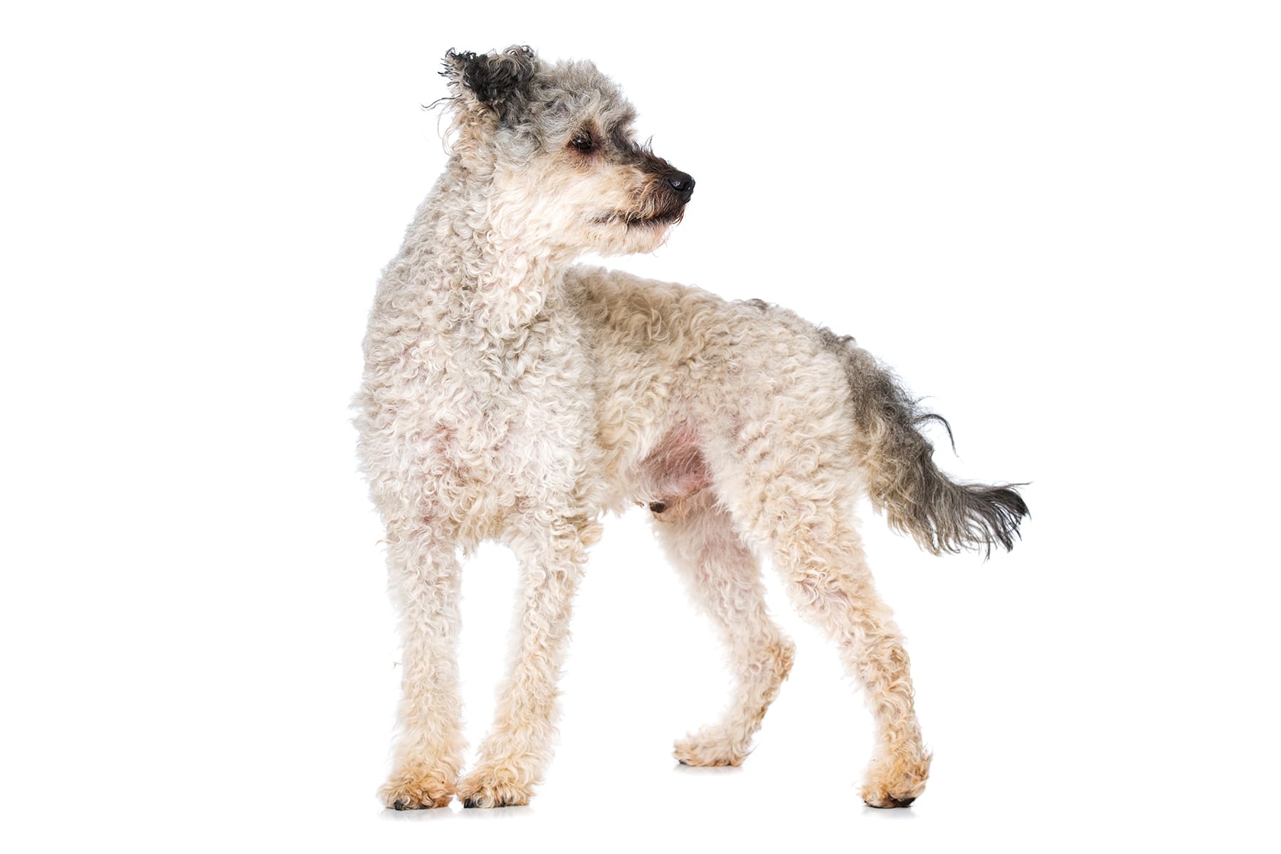 Pumi dog breed profile
