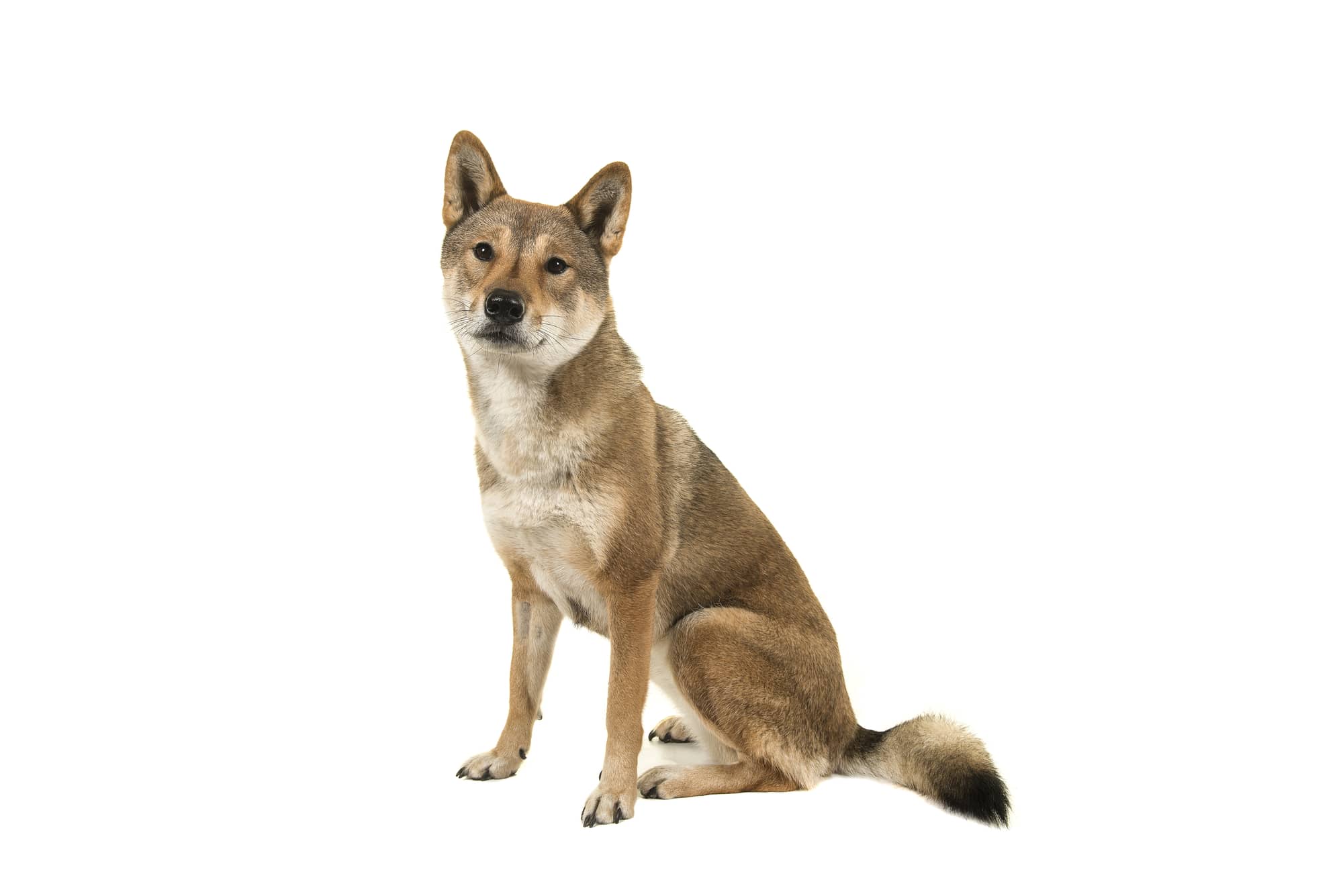 Shikoku dog profile