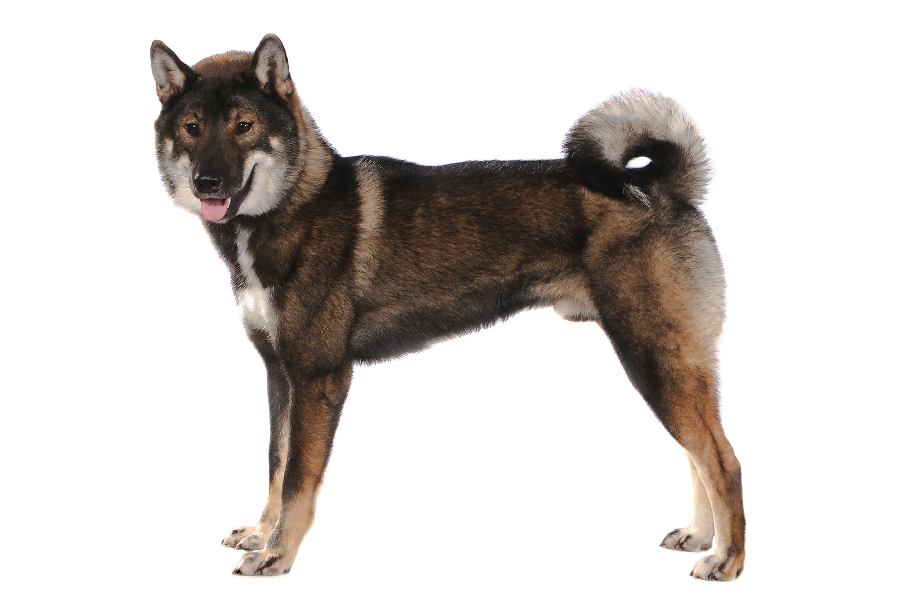 Profil de la race de chien Shikoku