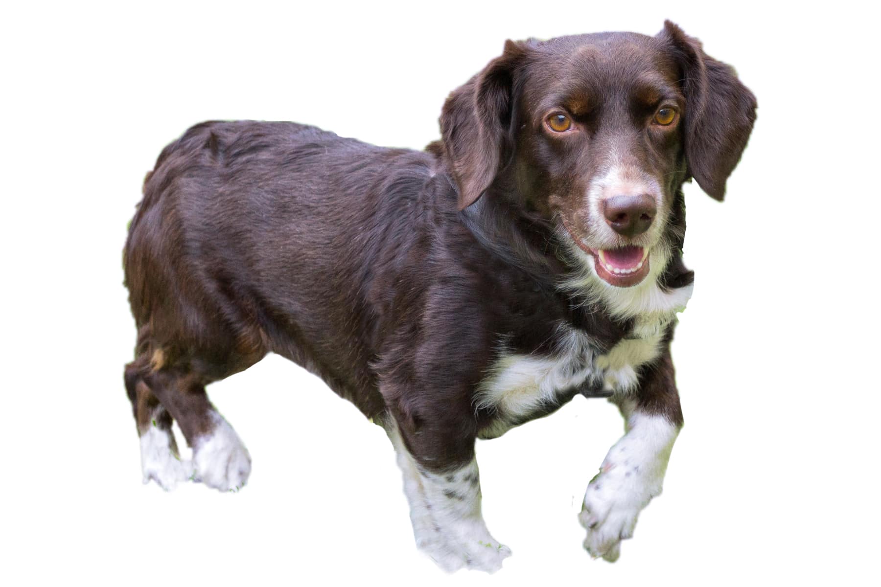 Profilo del cane Dachsbracke Westfaliano