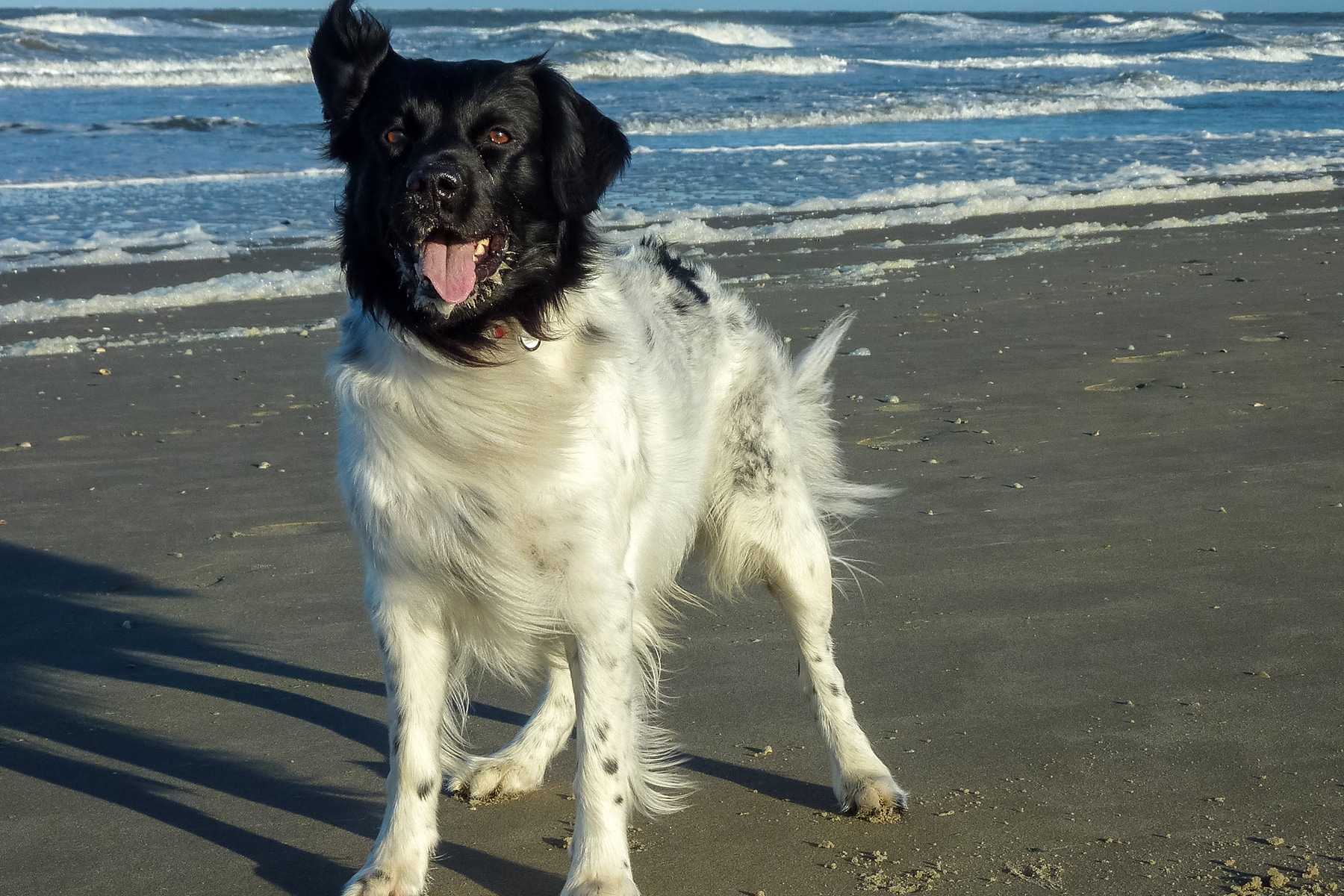 Weather houn on the beach