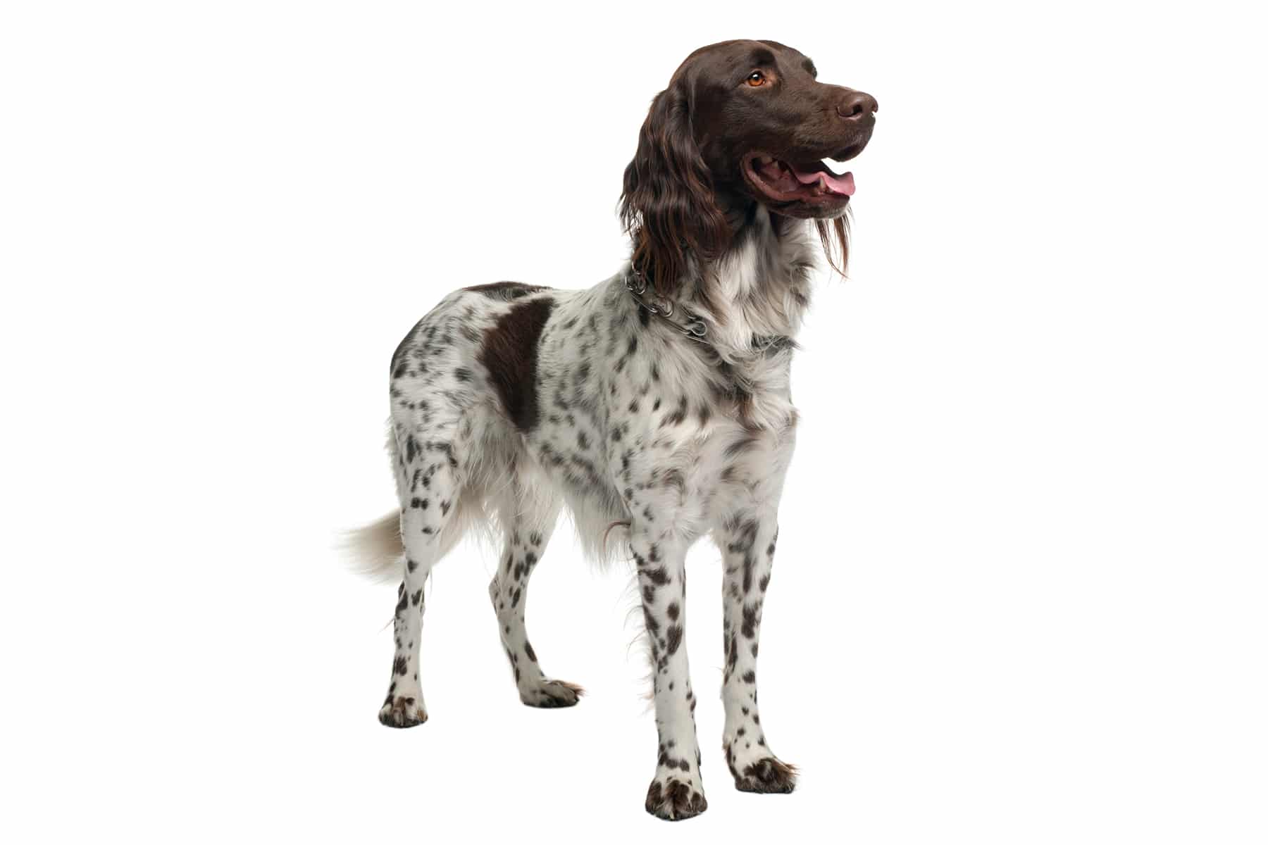 Small Münsterländer dog breed profile