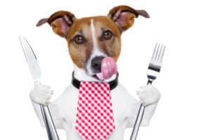 Hund Fressen