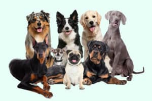 Beliebte Hunde neu