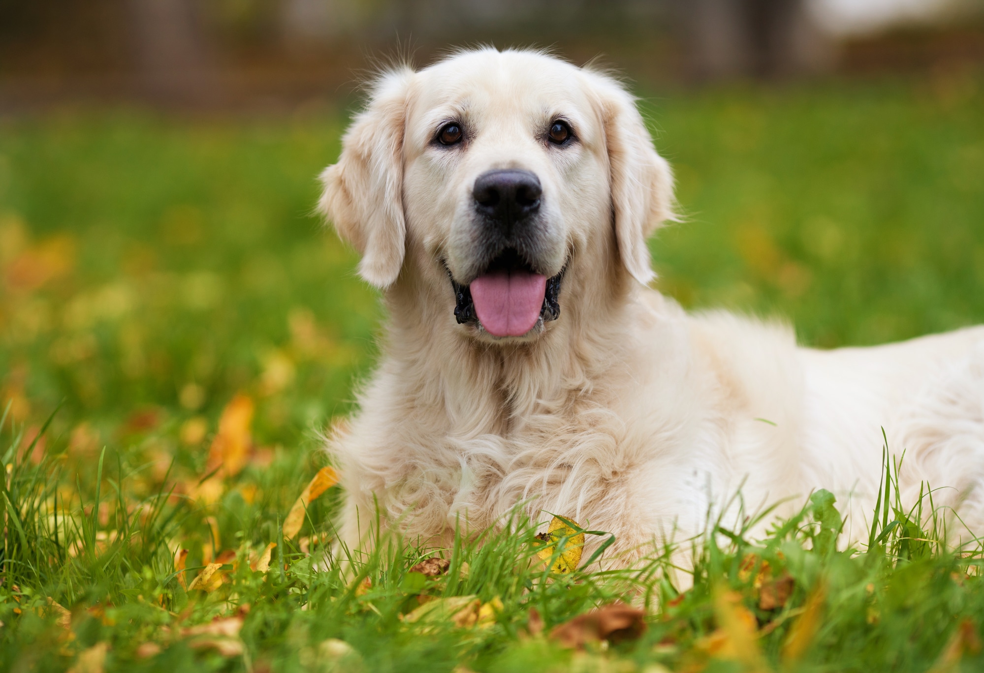 Beliebteste Hunderassen (Top 10 Liste) - GolDen Retriever%E2%80%8B