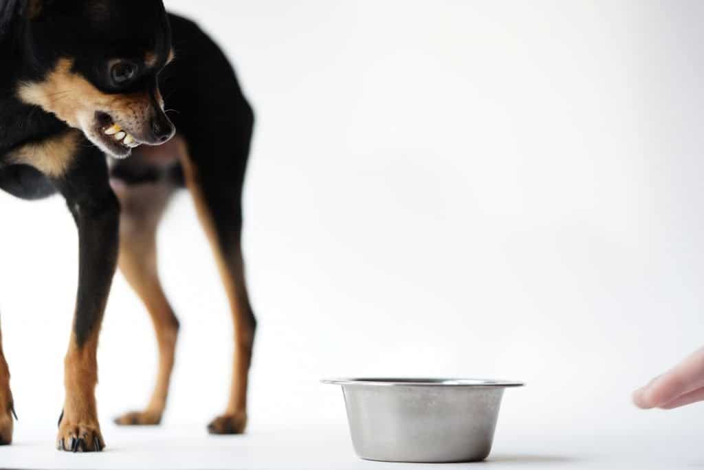 We'll show you how to stop food aggression in dogs