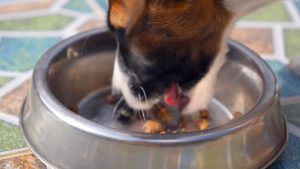 Food conversion in dogs made simple 3 valuable tips 1 0