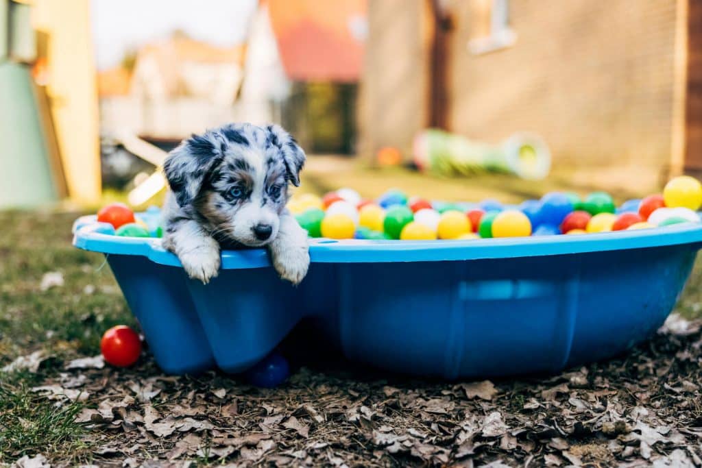 Puppy games ball bath