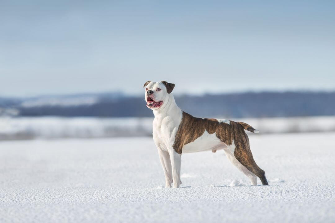 American-Bulldog-Schnee