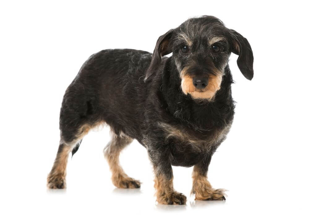 Wire Haired Dachshund (character, upbringing, diet, tips)