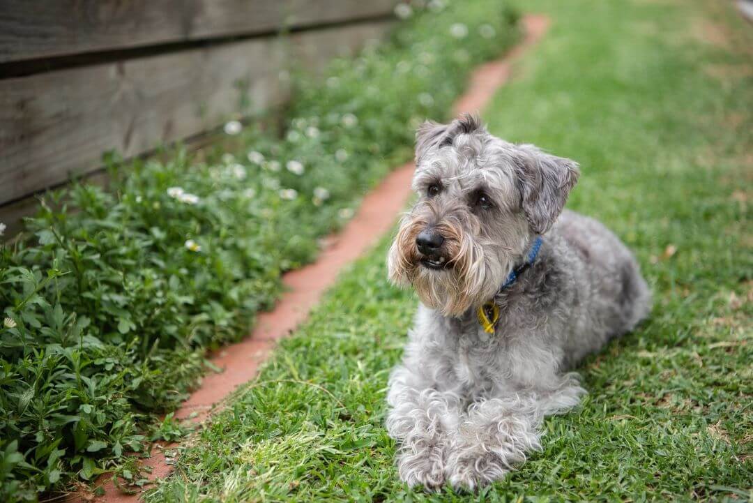 Schnoodle-Wiese