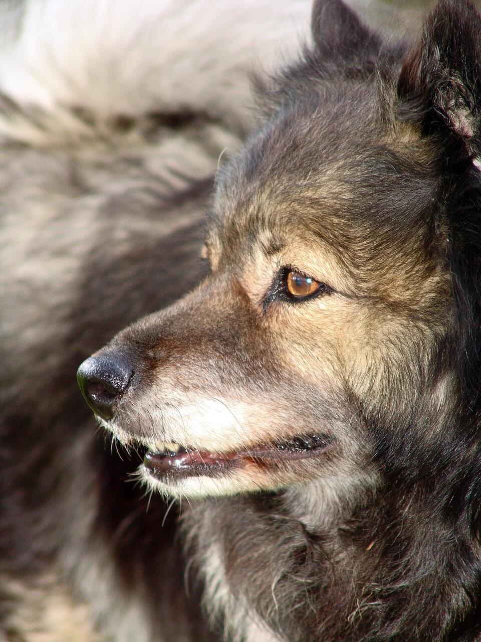 Wolfsspitz-Profil