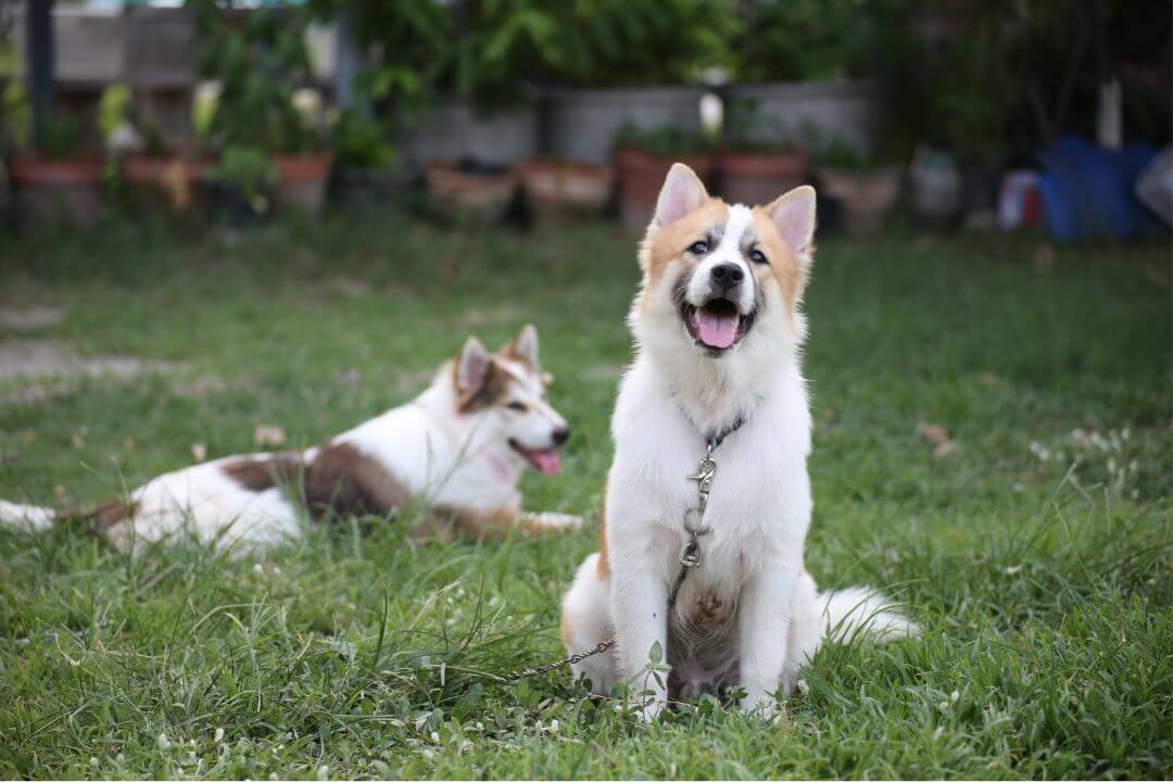 2 Thai Bangkaew Hunde im Garten