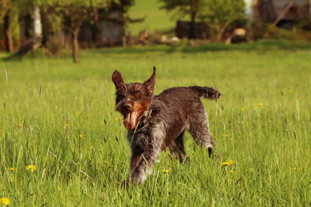 Cesky fousek running across meadow