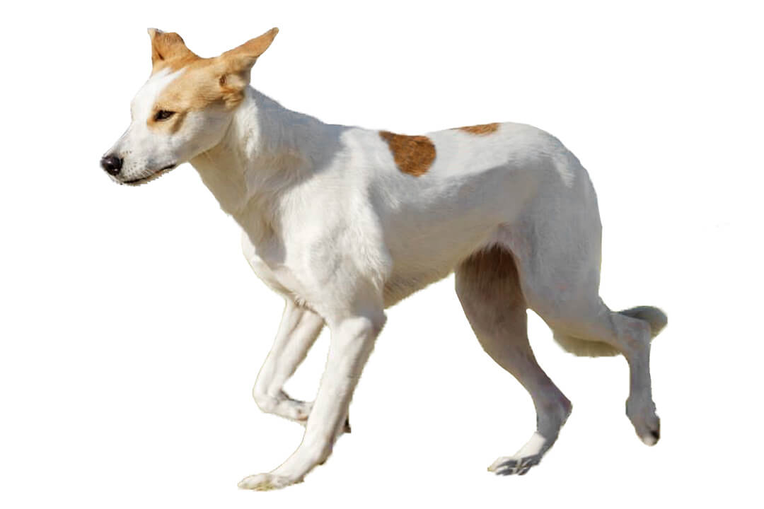 Canaan dog cover