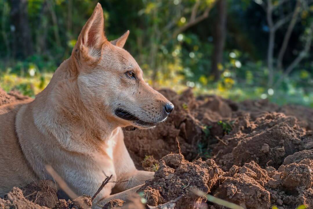 Canaan dog in field